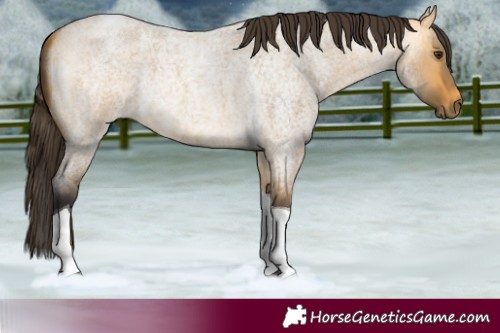 Horse Color:Buckskin Roan Dun Tobiano 