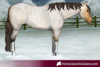 Horse Color:Buckskin Roan Dun Tobiano