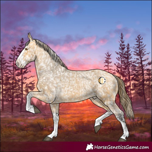 Horse Color:Buckskin Appaloosa  and Buckskin Splash Appaloosa 