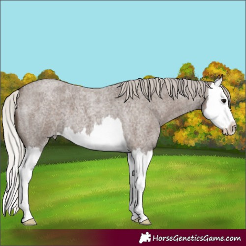 Horse Color:Silver Blue Roan Splash 