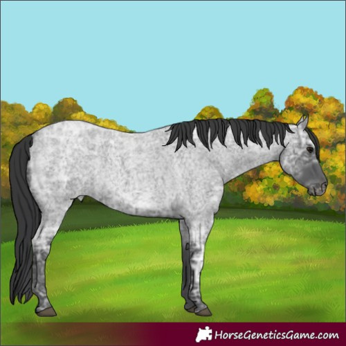 Horse Color:Blue Ice Roan Rabicano 