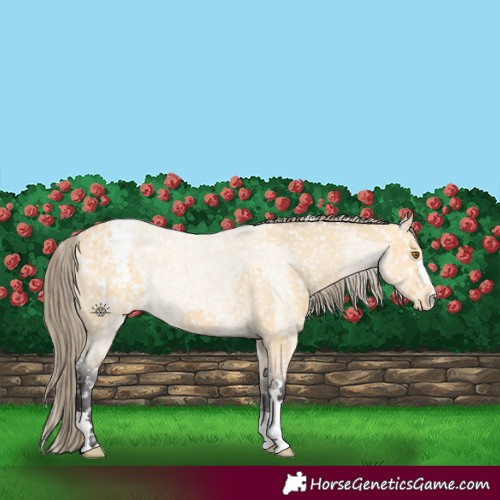 Horse Color:Buckskin Appaloosa  and Buckskin Roan Appaloosa 