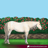 Horse Color:Buckskin Snowflake Varnish  and Buckskin Roan Snowflake Varnish 