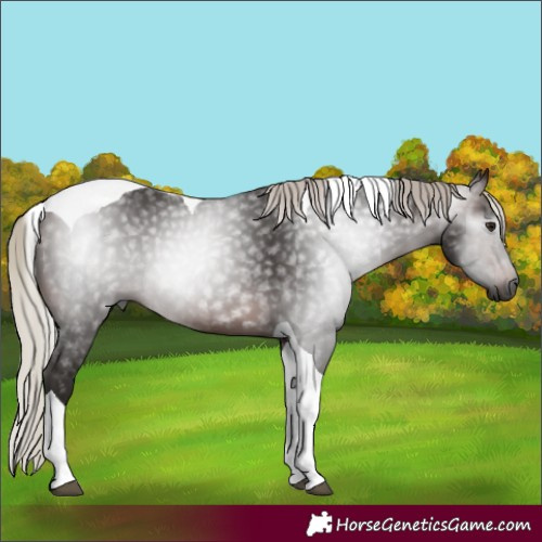 Horse Color:Gray Silver Brown Tobiano 