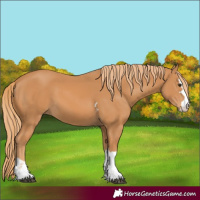 Horse Color:Chestnut 