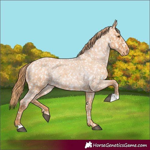 Horse Color:Red Roan Appaloosa  and Red Roan Appaloosa 