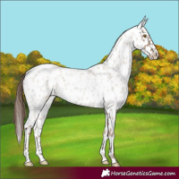 Horse Color:Classic Champagne Roan Appaloosa  and Classic Champagne Roan Appaloosa 