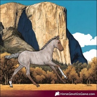 Horse Color:Silver Blue Roan Sabino 