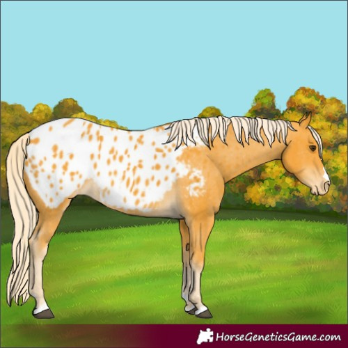 Horse Color:Palomino Appaloosa 