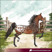 Horse Color:Bay Appaloosa  and Bay Appaloosa 