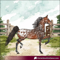 Horse Color:Bay Blanket  and Bay Blanket 