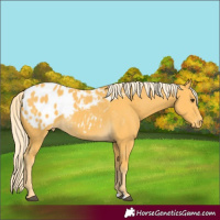 Horse Color:Palomino Appaloosa