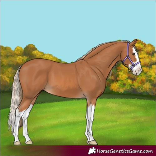 Horse Color:Chestnut Splash 