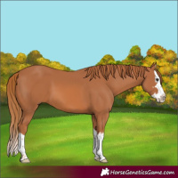 Horse Color:Chestnut Splash