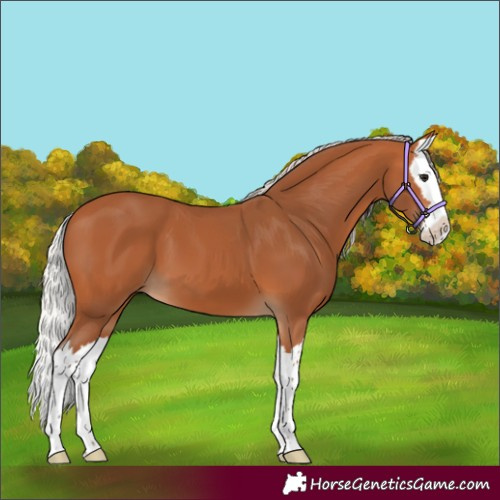 Horse Color:Silver Bay Splash 