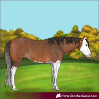 Horse Color:Bay Splash