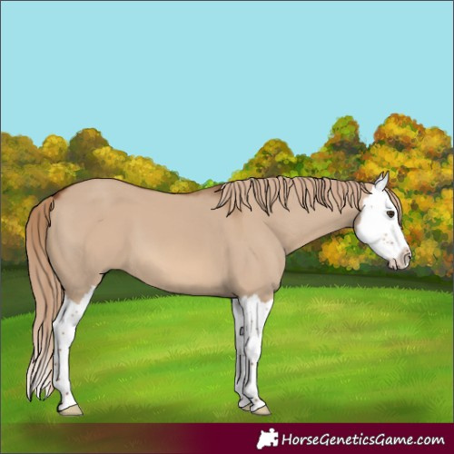 Horse Color:Red Dun Splash