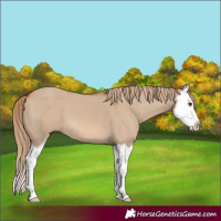 Horse Color:Red Dun Splash 