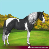 Horse Color:Black Splash Tobiano