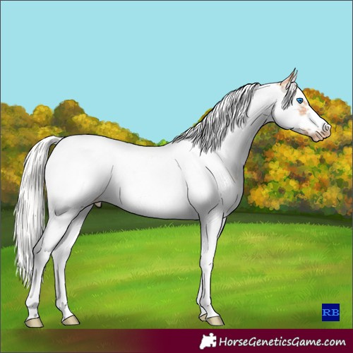 Horse Color:Silver Classic Champagne Splash Tobiano Frame Appaloosa 