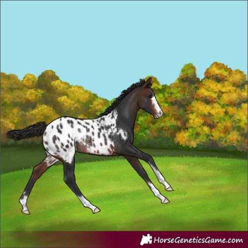 Horse Color:Brown Appaloosa Rabicano 