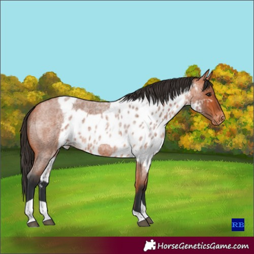 Horse Color:Bay Roan Tobiano Skewed LP Spotted 