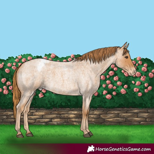 Horse Color:Red Roan Appaloosa