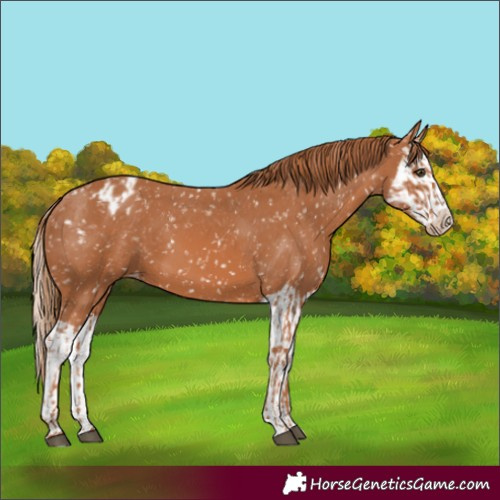 Horse Color:Chestnut Appaloosa and Chestnut Splash Appaloosa