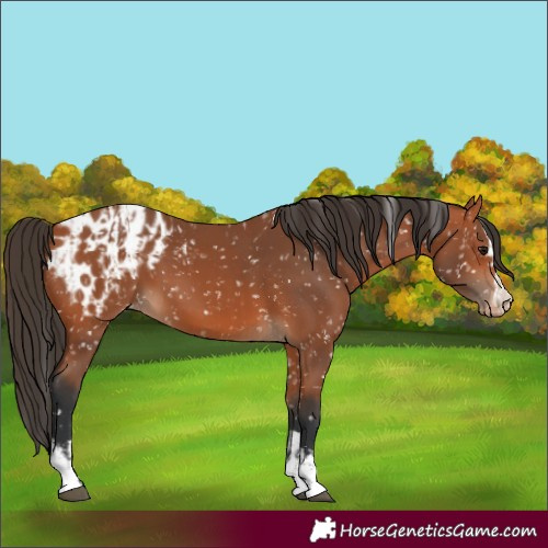 Horse Color:Bay Appaloosa  and Bay Appaloosa 