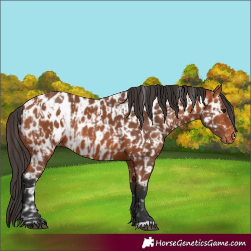 Horse Color:Bay Blanket  and Bay Near Leopard 