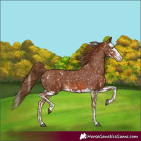 Horse Color:Chestnut Appaloosa  and Chestnut Splash Appaloosa 