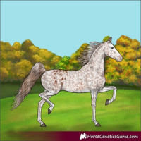 Horse Color:Chestnut Blanket  and Chestnut Splash Blanket 