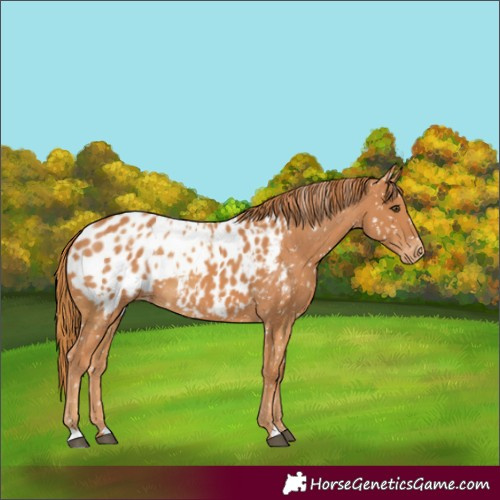 Horse Color:Chestnut Appaloosa  and Chestnut Appaloosa 