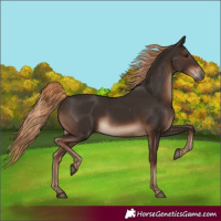 Horse Color:White Spotted Liver Chestnut 