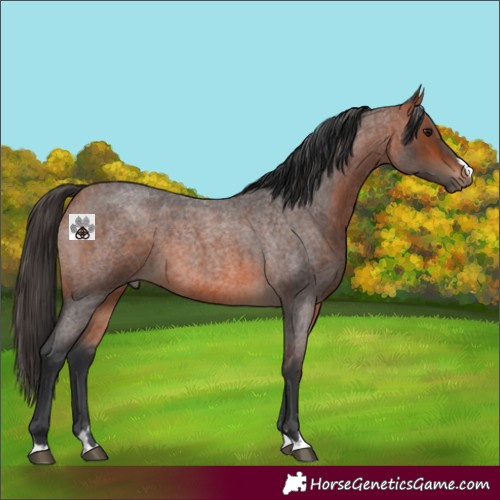 Horse Color:Bay Roan 