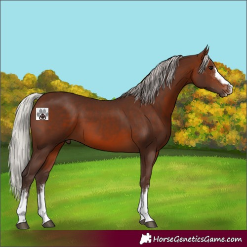 Horse Color:Silver Brown 