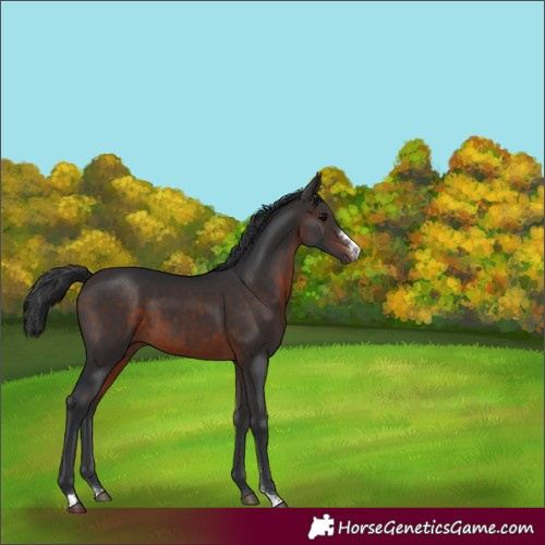 Horse Color:Brown Sabino 