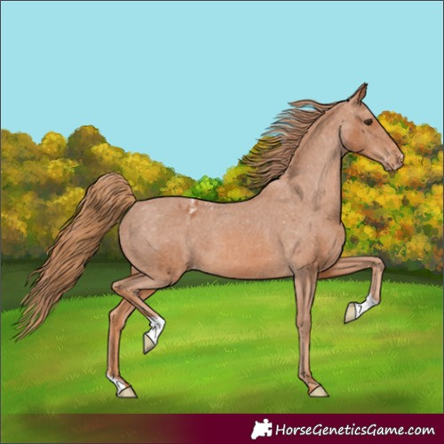 Horse Color:Chestnut Appaloosa 