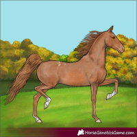 Horse Color:Chestnut Appaloosa 