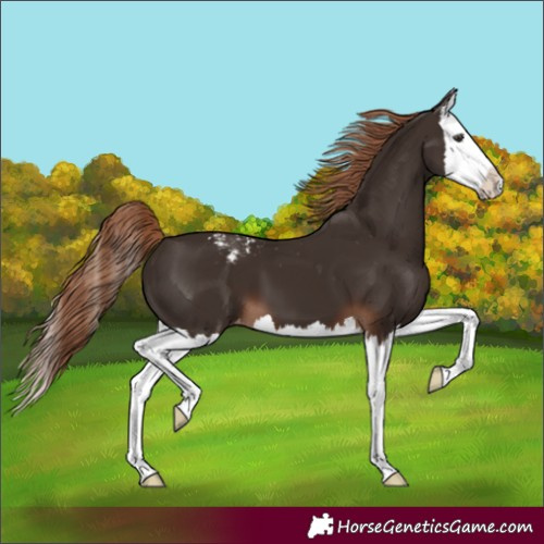Horse Color:Liver Chestnut Splash Appaloosa 