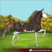 Horse Color:Liver Chestnut Splash Appaloosa 