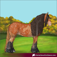 Horse Color:Chestnut Appaloosa and Bay Appaloosa