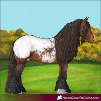 Horse Color:Bay Appaloosa 
