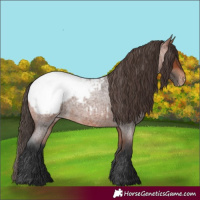 Horse Color:Bay Roan Snowcap 