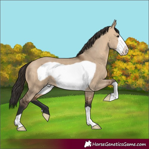 Horse Color:Bay Dun Frame 