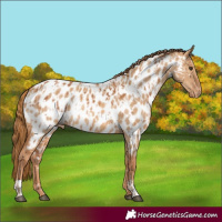 Horse Color:Chestnut Appaloosa  and Red Dun Appaloosa 