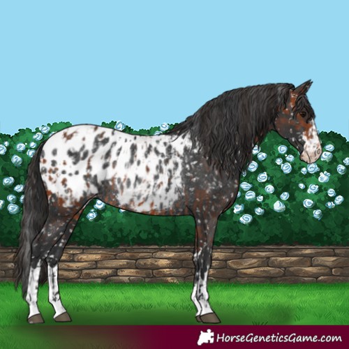 Horse Color:Bay Blanket Rabicano and Black Blanket Rabicano