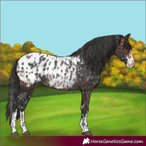 Horse Color:Bay Appaloosa Rabicano  and Black Appaloosa Rabicano 