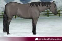 Horse Color:Grullo Rabicano 