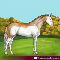 Horse Color:Gray Gold Cream Champagne Splash Frame
